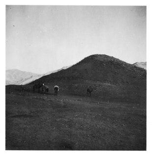 Persien, Elburs-Gebirge (Elburz): Maultiere oder Pferde; Gesattelte Maultiere oder Pferde am Weiden
