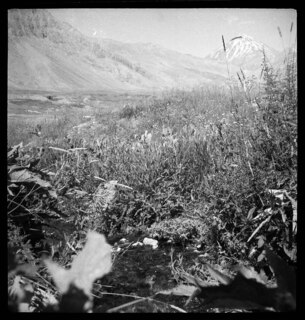 Persien, Elburs-Gebirge (Elburz): Pflanzen; Pflanzen, im Hintergrund Berge