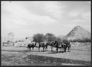 Persien, Teheran: Kamelkarawane; Kamelkarawane