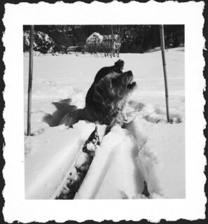 Schweiz, Engadin: Hund; Hund im Schnee
