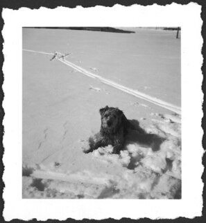 Schweiz, Engadin: Hund; Hund sitzend im Schnee