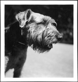 Schweiz, Engadin: Hund; Terrier