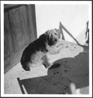 Schweiz, Engadin: Hund; Hund vor einer Tür liegend