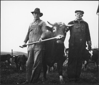 USA, Scotts Run/WV: Landwirtschaft; Zwei Arbeiter mit einem Stier