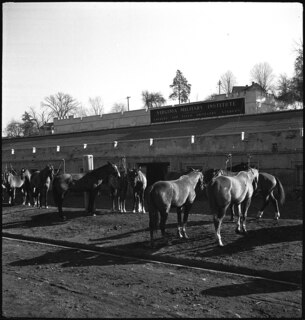 USA, Lexington/KY: Pferde (Lokalisierung unsicher); Angebundene Pferde an der Virginia Military Institute (unsichere Lesart)