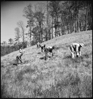 TVA | Norris Dam | CCC-Boys working on reforestation [Legende auf separatem Zettel]