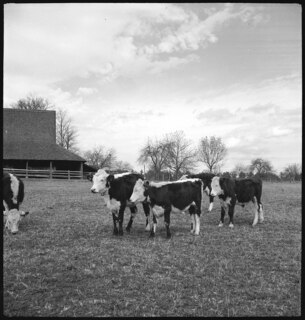 USA, Gruetli/TN: Farm; Kühe auf einer Wiese