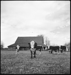 USA, Gruetli/TN: Farm; Kühe auf einer Wiese
