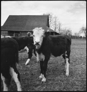 USA, Gruetli/TN: Farm; Kühe auf einer Weide