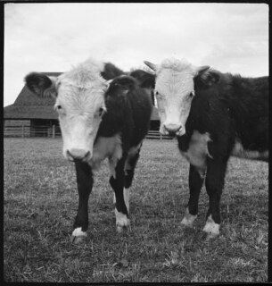 USA, Gruetli/TN: Farm; Kühe auf einer Wiese