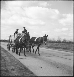 USA, zwischen Montgomery/AL und Columbus/GA: Kutsche; Zwei Männer in einer Kutsche gezogen von Maultieren