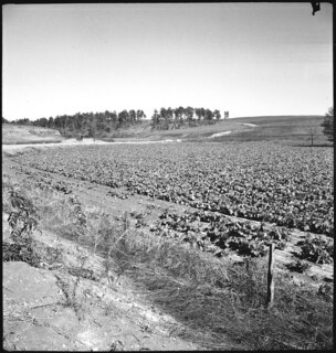 USA, Pine Mountain Valley/GA: Landschaft; Gemüsefeld