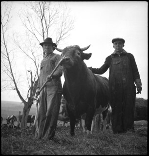 USA, Scotts Run/WV: Landwirtschaft; Zwei Arbeiter mit einem Stier