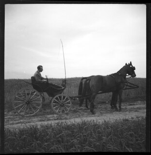 Ostpreussen | Pferde. | [handschriftlicher Eintrag auf zerschnittenem Umschlag; unsicher, ob der Umschlag tatsächlich zu diesem Dokument gehört]