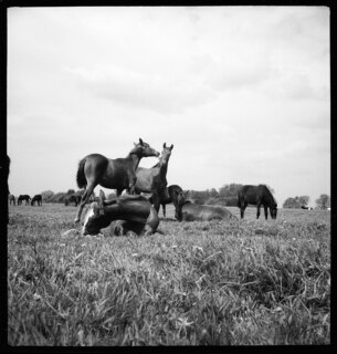 Ostpreussen | Pferde. | [handschriftlicher Eintrag auf zerschnittenem Umschlag; unsicher, ob der Umschlag tatsächlich zu diesem Dokument gehört]