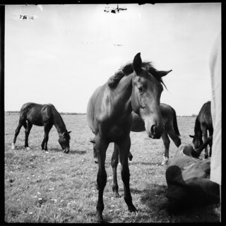 Ostpreussen | Pferde. | [handschriftlicher Eintrag auf zerschnittenem Umschlag; unsicher, ob der Umschlag tatsächlich zu diesem Dokument gehört]