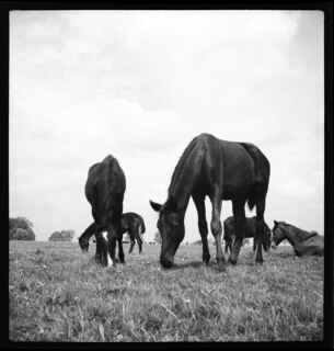 Ostpreussen | Pferde. | [handschriftlicher Eintrag auf zerschnittenem Umschlag; unsicher, ob der Umschlag tatsächlich zu diesem Dokument gehört]