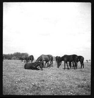 18/1 [unsichere Lesart]Ostpreussen | Pferde. | [handschriftlicher Eintrag auf zerschnittenem Umschlag; unsicher, ob der Umschlag tatsächlich zu diesem Dokument gehört]