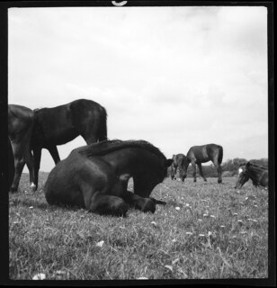 Ostpreussen | Pferde. | [handschriftlicher Eintrag auf zerschnittenem Umschlag; unsicher, ob der Umschlag tatsächlich zu diesem Dokument gehört]