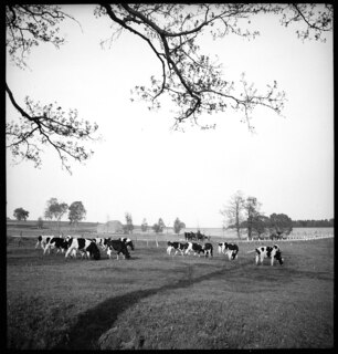 Ostpreussen: Kühe (Lokalisierung unsicher); Kühe auf Weide