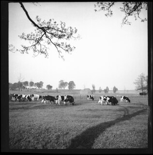 19/1 [unsichere Lesart]