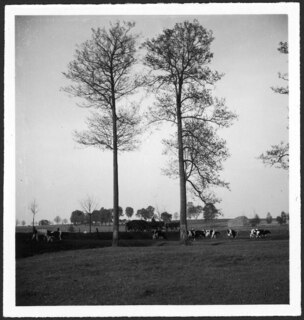 Ostpreussen: Kühe (Lokalisierung unsicher); Bäume, Kühe, Mann mit Wagen und Pferdegespann