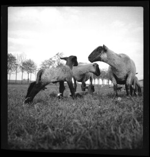 Ostpreussen | Heilsberg | [handschriftlicher Eintrag auf zerschnittenem Umschlag; unsicher, ob der Umschlag tatsächlich zu diesem Dokument gehört]