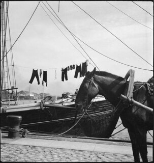 Estland, Tallinn (Reval): Hafen; Pferd und dahinter ein Schiff