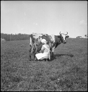 Finnland: Landschaft; Frau beim Melken einer Kuh