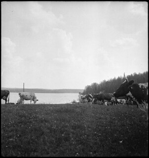 Finnland: Landschaft; Kühe auf der Weide