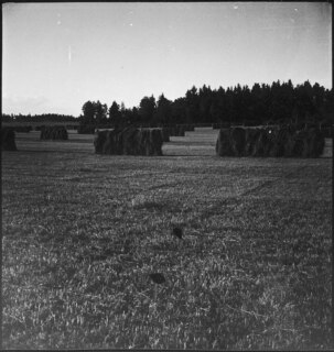 Schweden: Landschaft; Holzgestelle mit Heu zum Trocknen