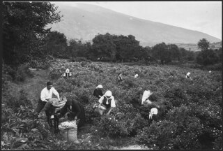 Bulgarie: La cueillette des roses