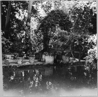 Iran, Teheran (Tehran): Gärten; Blick auf einen Teich mit Pflanzen