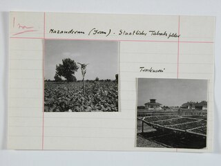 Iran, Mazanderan (Mazandaran): Tabaktrocknerei; Karteikarte: Tabakfeld mit Totenschädel / Holzgerüste mit Tabakblättern, im Hintergrund Gebäude