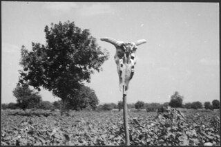 Iran, Mazanderan (Mazandaran): Tabaktrocknerei; Tabakfeld mit Totenschädel eines Tieres