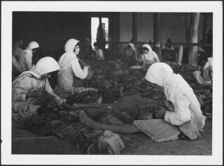 Iran, Mazanderan (Mazandaran): Tabaktrocknerei; Arbeiterinnen beim Bearbeiten der Tabakblätter