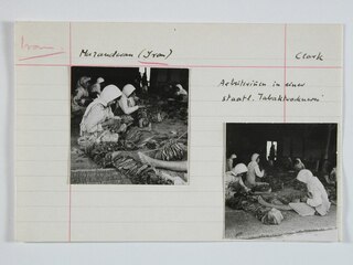 Iran, Mazanderan (Mazandaran): Tabaktrocknerei; Karteikarte: Arbeiterinnen beim Bearbeiten der Tabakblätter