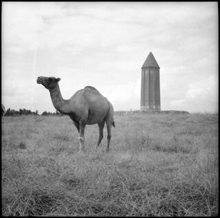 Iran, Gumbad-i-Gabus (Gonbad-e Qabus, Gonbad-e Kabood): Grabturm; Ein Dromedar neben dem Grabturm