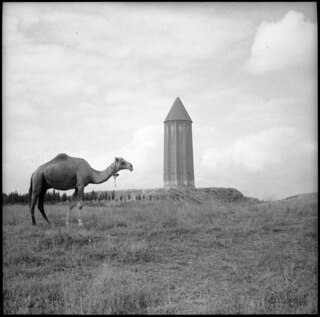 Iran, Gumbad-i-Gabus (Gonbad-e Qabus, Gonbad-e Kabood): Grabturm; Ein Dromedar neben dem Grabturm