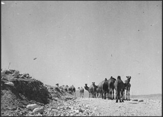 Hindu Kush Caravan | Camels are seldom seen now that lorries and trucks are rushing along the modern roads
