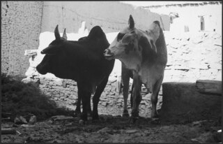 Afghanistan, Shewaki (Chakari, Chakri): Tiere; Zwei Rinder vor einer Hausmauer