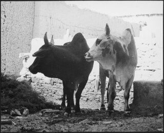 Afghanistan, Shewaki (Chakari, Chakri): Tiere; Zwei Rinder vor einer Hausmauer