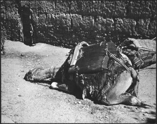 Afgh. | Ruhendes Kamel in Jstalif | Serie 15 | Bild 1