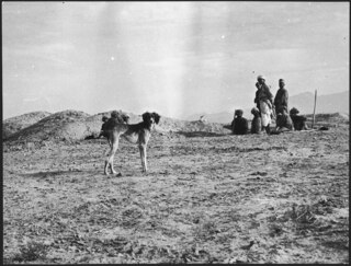 Afghanistan. | Afghanischer Windhund