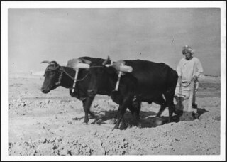 Afghanistan, Deh Hassan (Deh-e Hasan, Dekhkhasan): Menschen; Ein Mann beim Pflügen mit Ochsen