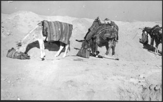 Afghanistan, Shar-i-Banou (Shahrbanu, Shahr-i-Banu): Tiere; Gesattelte Esel beim Fressen