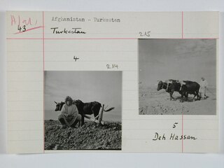 Afghanistan, Deh Hassan (Deh-e Hasan, Dekhkhasan): Menschen; Karteikarte: Ein Mann beim Pflügen mit einem Ochsen