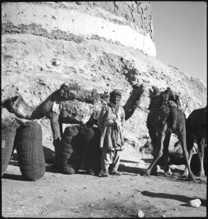 Afghanistan, Ghazni (Ghazna): Menschen; Ein Mann mit Dromedaren unterhalb einer Mauer