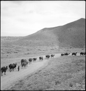 Afghanistan, Lataband-Pass: Landschaft; Eine Kamel-Karawane auf einer Bergstrasse