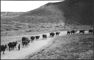 Afghanistan, Lataband-Pass: Landschaft; Eine Kamelkarawane auf einer Bergstrasse